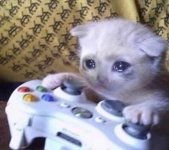 Xbox_Cat.jpg