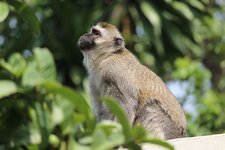 vervet-monkey-wildlife-animal.jpg